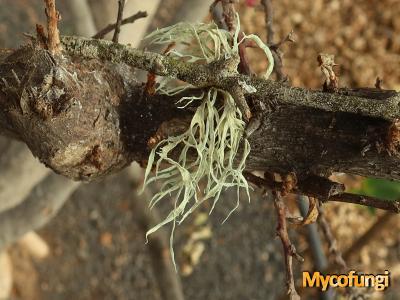 Ramalina huei (licheen)