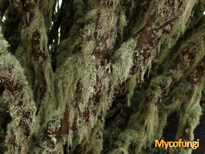 Ramalina hierrensis (licheen)