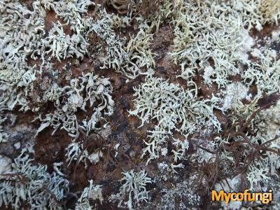 Ramalina deminuta (licheen)