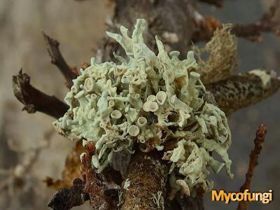 Ramalina pusilla (licheen)