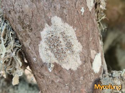 Lecanora rubicunda (licheen)