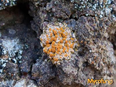 Gyalolechia desertorum (licheen)
