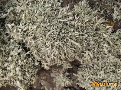 Ramalina confertula (licheen)