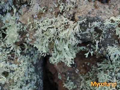 Ramalina erosa (licheen)