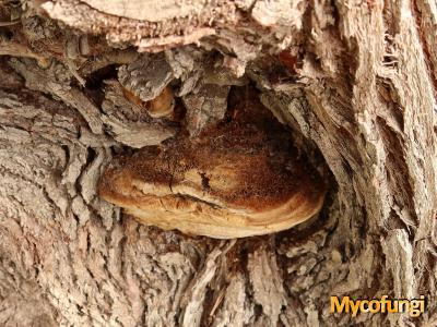 Dennenvuurzwam (buisjeshoutzwam)