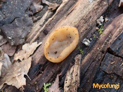 Grote houtbekerzwam (ascomyceet)