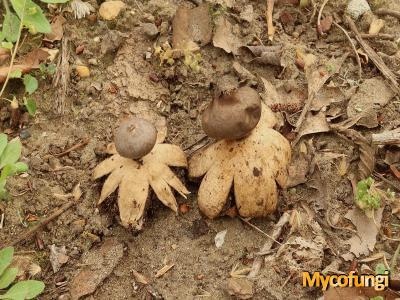 Forse aardster (ascomyceet)