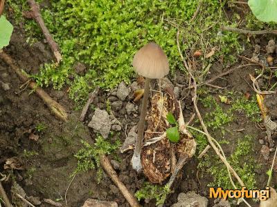 Voorjaars mycena (plaatjeszwam)