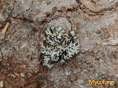 Hypogymnia austerodes (licheen)