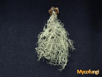 Usnea glabrescens (licheen)