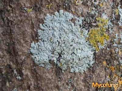 Physcia erumpens (licheen)