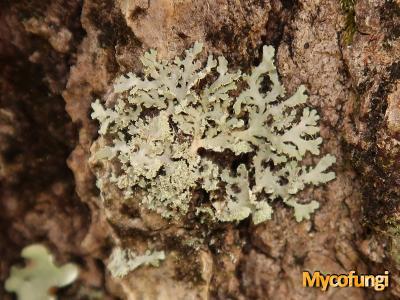 Heterodermia galactophilla (licheen)