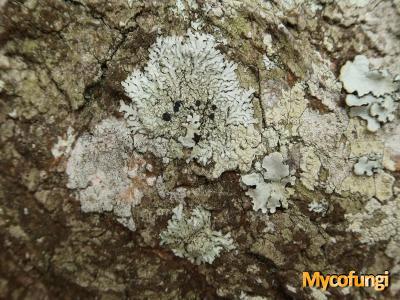 Pyxine cocous (licheen)