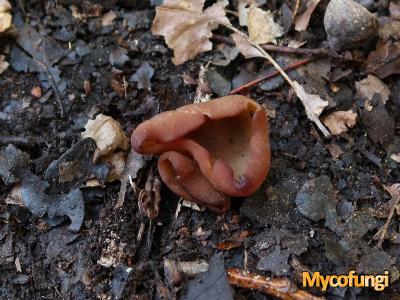 Bruine modderbekerzwam (ascomyceet)