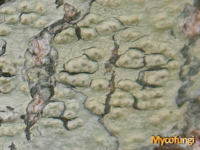 Pertusaria dispar (licheen)