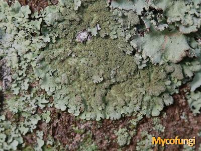 Hypothrachyna minarum (licheen)