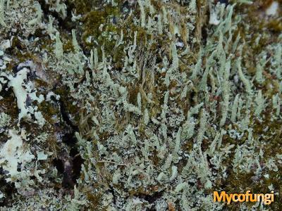 Cladonia subradiata (licheen)