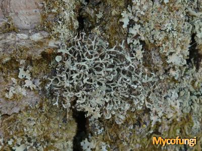Heterodermia lutescens (licheen)