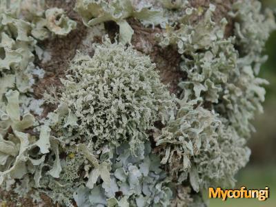 Ramalina capitata var digitellata (licheen)