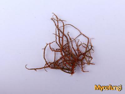 Usnea rubicunda (licheen)