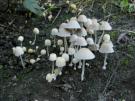 Bundelmycena (plaatjeszwam)