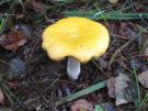 Gele berkenrussula (plaatjeszwam)