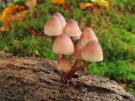 Grote bloedsteelmycena (plaatjeszwam)