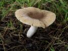 Onsmakelijke kamrussula (plaatjeszwam)