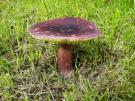 Purperrode russula (plaatjeszwam)