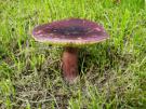 Purperrode russula (plaatjeszwam)