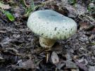 Ruwe russula (plaatjeszwam)