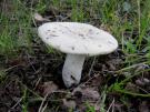 Witte Russula (plaatjeszwam)