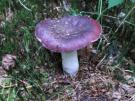 Zwartpurperen russula (plaatjeszwam)