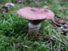Roze spijkerzwam (plaatjeszwam)