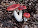 Gewone braakrussula (plaatjeszwam)