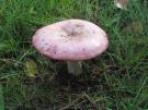 Verblekende russula (plaatjeszwam)