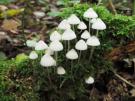 Melksteelmycena var candida (plaatjeszwam)