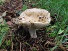 Grofplaatrussula (plaatjeszwam)