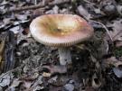 Bonte berkenrussula (plaatjeszwam)