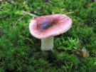 Broze russula (plaatjeszwam)