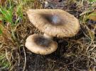 Bittere kamrussula (plaatjeszwam)