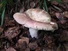 Gerimpelde russula (plaatjeszwam)