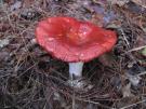 Grote braakrussula (plaatjeszwam)