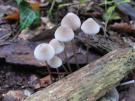 Draadsteelmycena (plaatjeszwam)