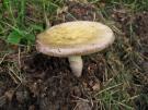 Paarsstelige pastelrussula (plaatjeszwam)