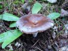Violetgroene russula (plaatjeszwam)