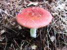 Schotelrussula (plaatjeszwam)