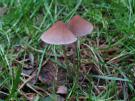 Bruinsnede mycena (plaatjeszwam)