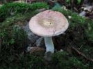 Roze berkenrussula (plaatjeszwam)