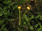 Oranje dwergmycena (plaatjeszwam)